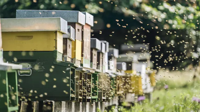 an image of bee farm