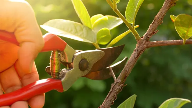 Hand using pruning shears to trim a branch
