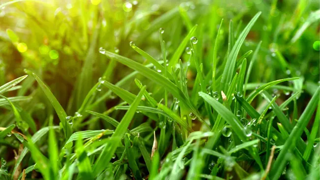 Close-up of fresh green grass with water droplets on the blades, illuminated by soft sunlight.