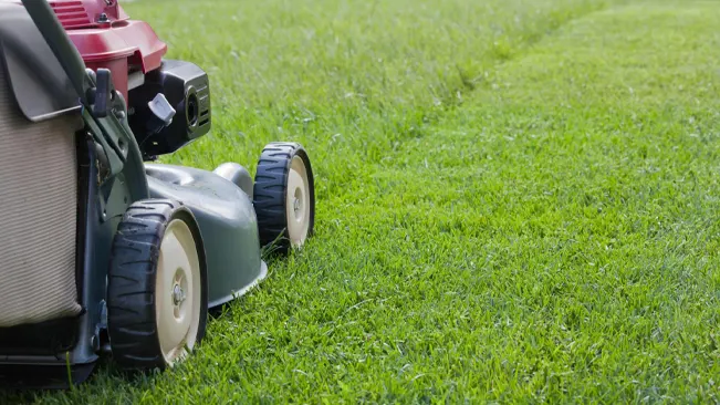 A lawn mower cutting a lush green lawn, focused on the rear wheels and collection bag.