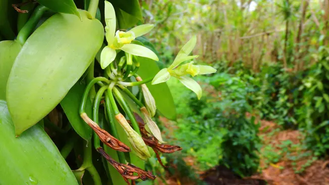 How to Grow Vanilla Beans: Cultivating the Vanilla Orchid - Forestry ...