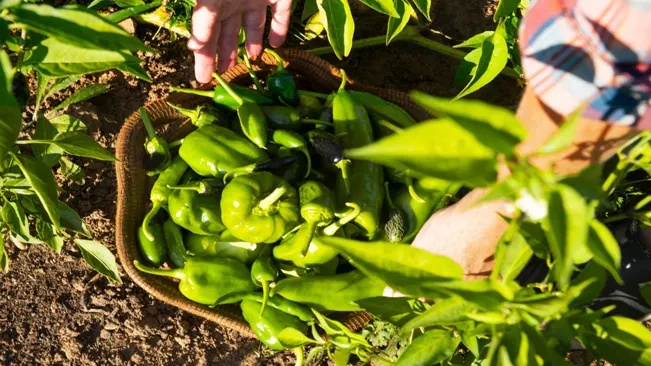 harvested green jalapenos