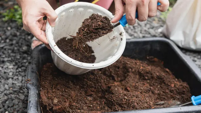 scooping soil into the pot