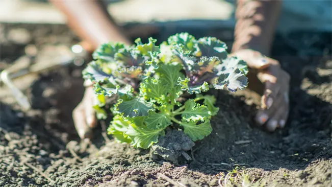 planting kale