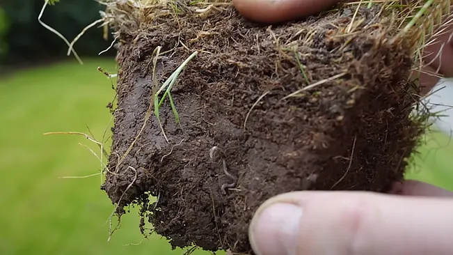 A hand holding a chunk of soil with grass roots and a visible earthworm.