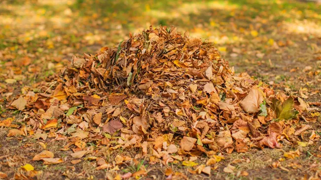 leaf mulch