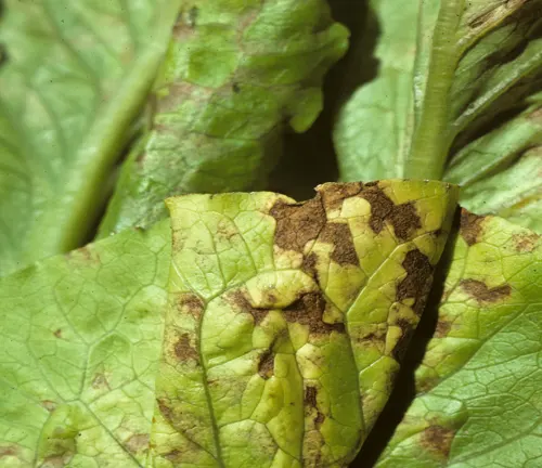 Leaf Spot Diseases