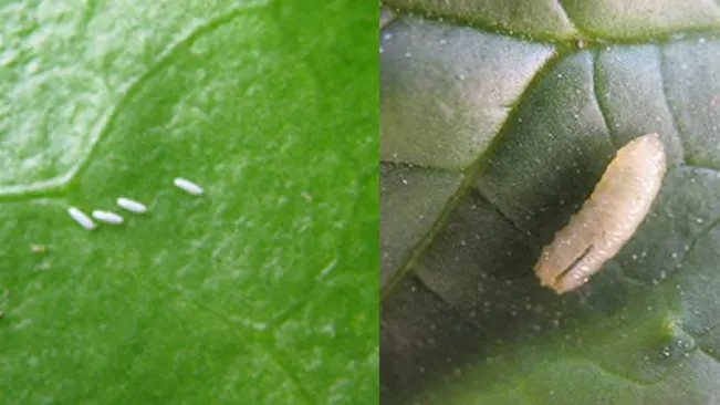 Leaf Miners