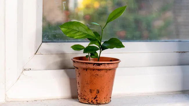 Sunlit potted plant on a windowsill