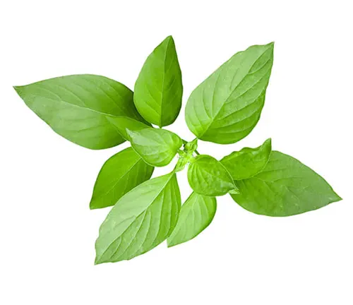 Lemon Basil (Ocimum citriodorum)