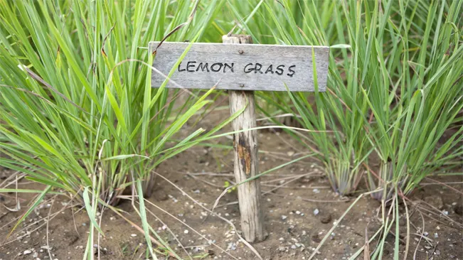 lemon grass with label name