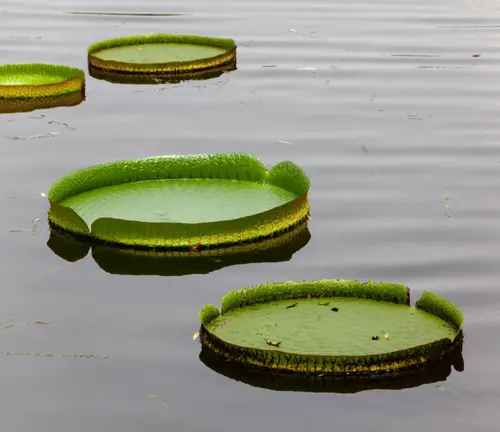 Green lily pads floating on calm water