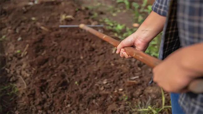 A gardener's hands using a hoe to cultivate soil in preparation for planting.