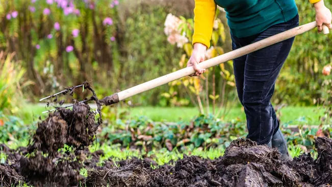 use a garden fork, tiller, or soil cultivator to loosen the soil
