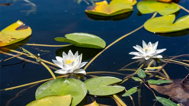 White water lilies and green leaves on a pond