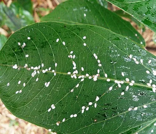 Mango Scale