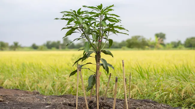 planting in the ground