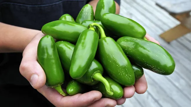 Most jalapenos are harvested when they are green