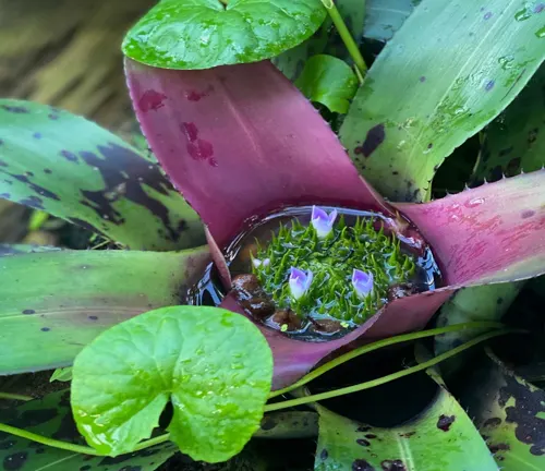 Bromeliad plant with green and pink leaves holding water in its central cup