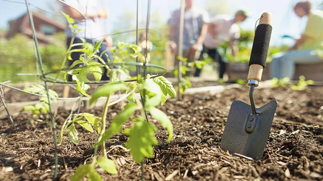 People gardening, planting herbs with a trowel in soil