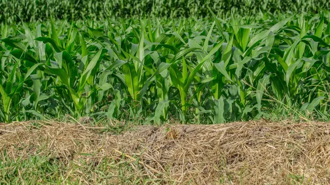 Maintenance of Corn