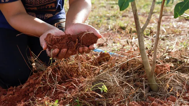 Apply organic mulch around the base of the tree 