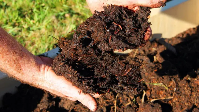 Hands holding rich, dark soil with earthworms