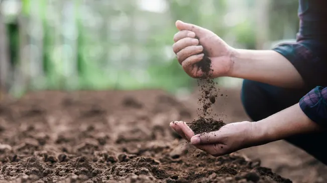 Person’s hands sifting fertile soil in a garden