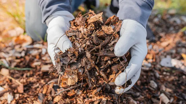 Hands holding brown mulch outdoors