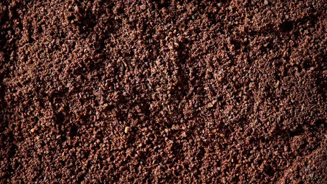Close-up of Blood meal