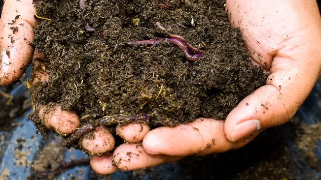 Hands holding soil with worms
