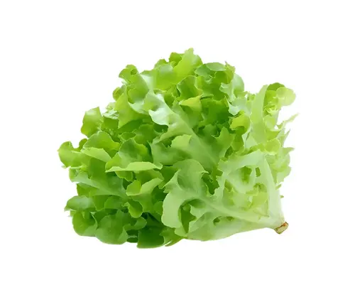 Loose-Leaf Lettuce (Includes varieties like Oak Leaf and Red Leaf):