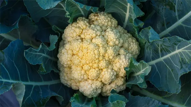Signs of Over-Mature Cauliflower