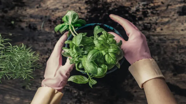 planting basil indoors