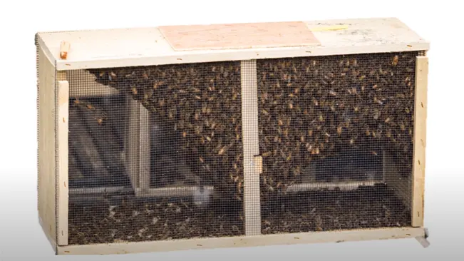 an image of package bees
