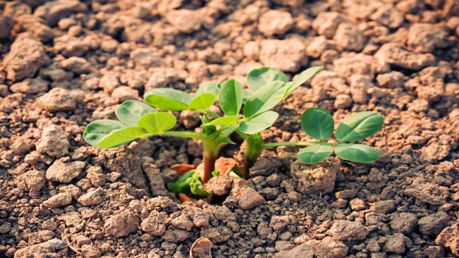 How the Peanut Plant Grows