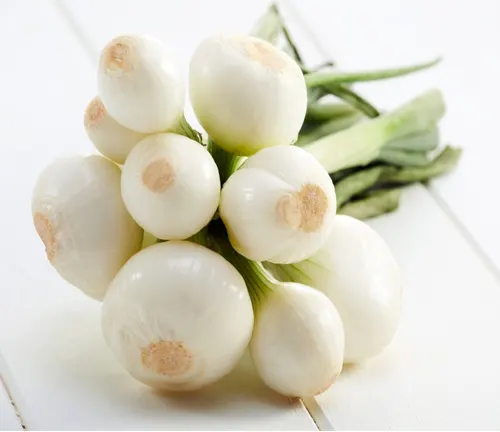 Pearl Onions
