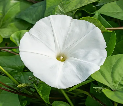 Ipomoea tricolor 'Pearly Gates'