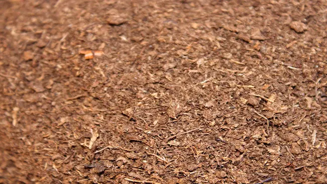 understanding peat moss