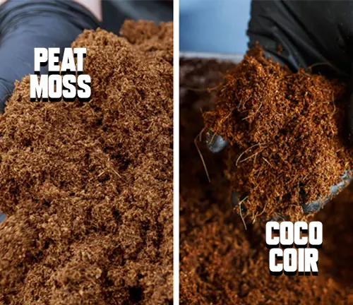 Two hands holding and comparing two different types of soil amendments: fluffy, fibrous peat moss on the left and brown, stringy coconut coir on the right, both used for gardening.