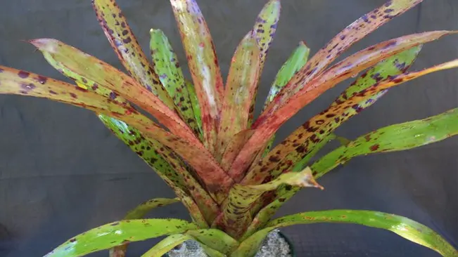 Colorful bromeliad plant with red and green spotted leaves