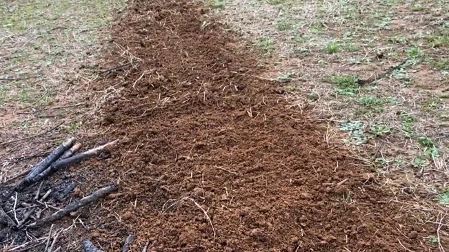 patch of disturbed soil with scattered sticks in a natural outdoor setting