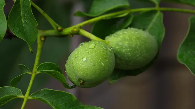 Two green walnuts on a tree branch, covered in dew, showcasing early growth stages.