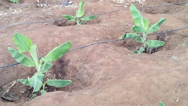 Planting the Banana Tree