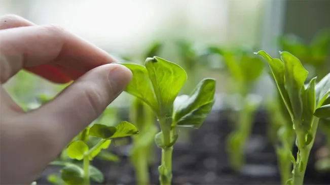 holding a leaf of the green pea seedling