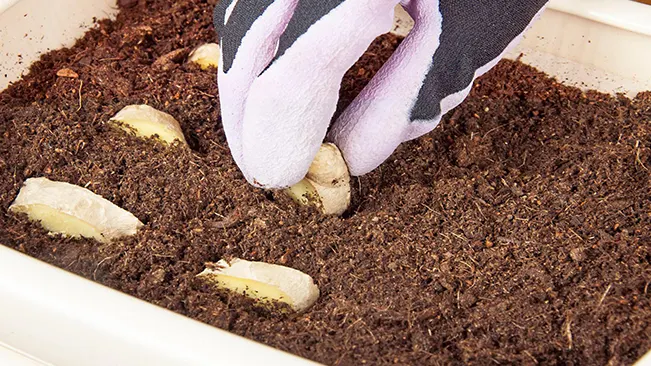 Gloved hands planting ginger pieces in soil