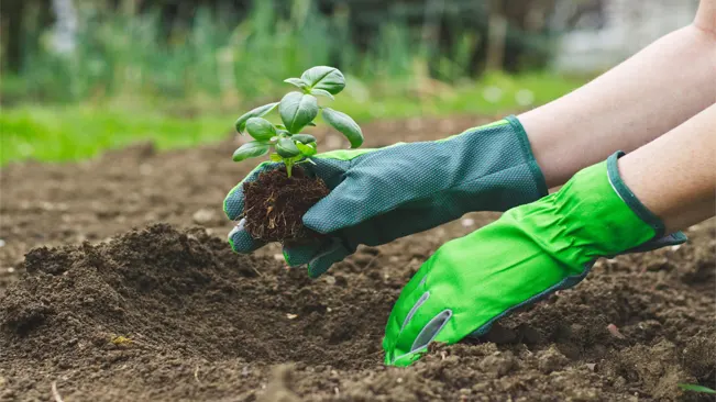 transplanting the basil seedlings in gardenbed