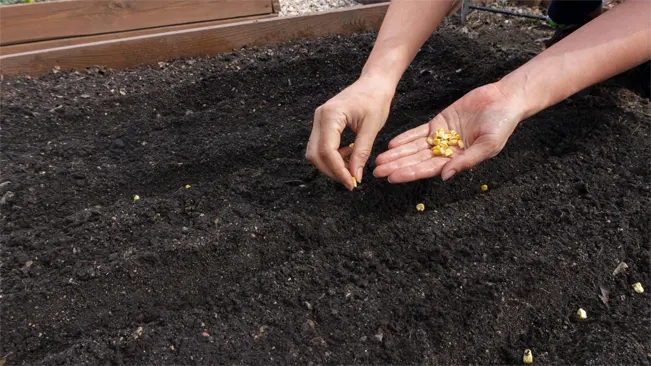 Planting Time and Technique 