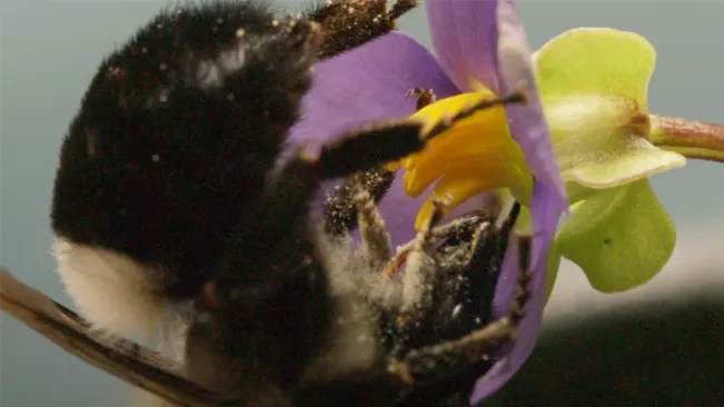 How Do Bees Pollinate? An Exploration of Ecological Dynamics Pollen
