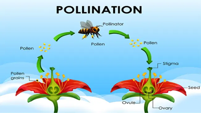 How Do Bees Pollinate? An Exploration of Ecological Dynamics Pollination